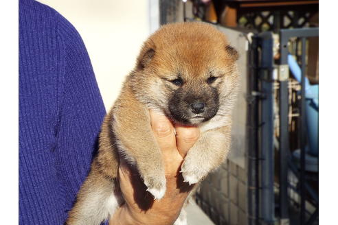 成約済の埼玉県の柴犬-38681の5枚目