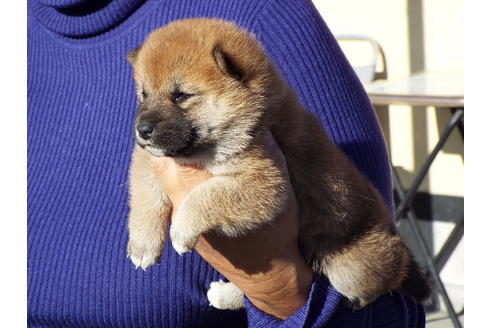 成約済の埼玉県の柴犬-38681の4枚目
