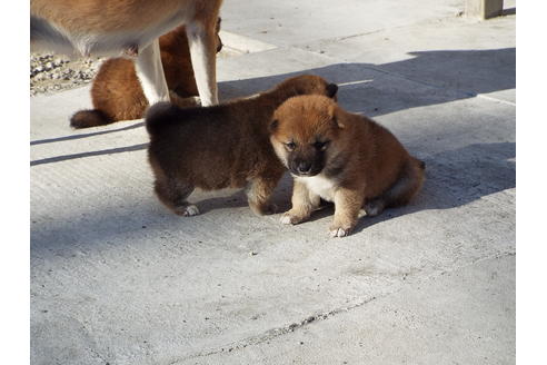 成約済の埼玉県の柴犬-38681の3枚目