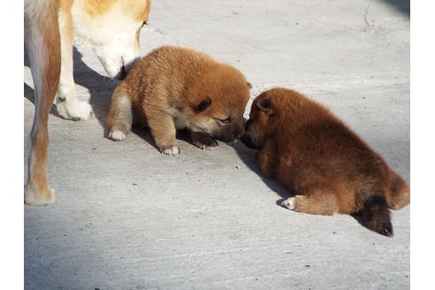 成約済の埼玉県の柴犬-38681の2枚目