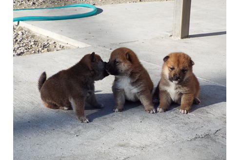 成約済の埼玉県の柴犬-38681の1枚目