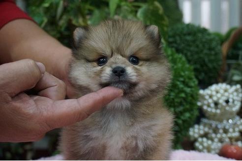 成約済の京都府のポメラニアン-38682の1枚目