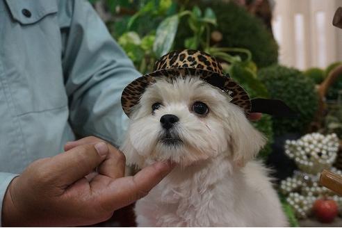 成約済の京都府のミックス犬-34400の3枚目