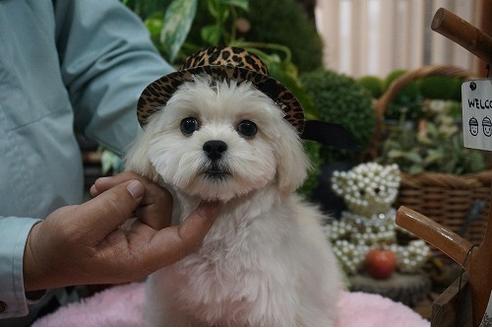 成約済の京都府のミックス犬-34400の2枚目