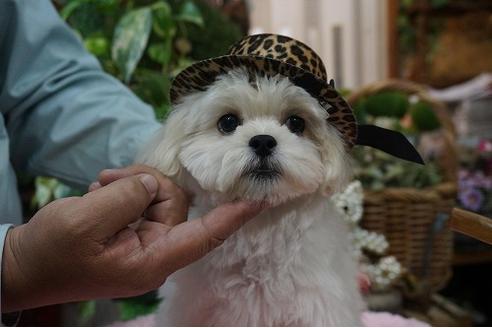 成約済の京都府のミックス犬-34400の1枚目