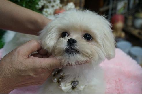 成約済の京都府のミックス犬-34404の3枚目