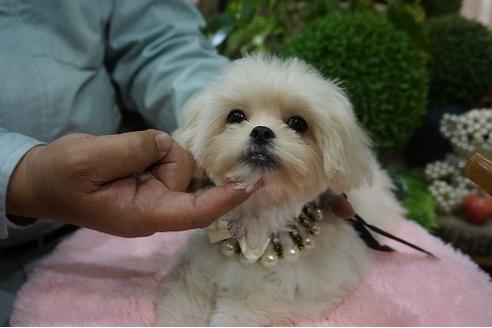 成約済の京都府のミックス犬-34404の2枚目