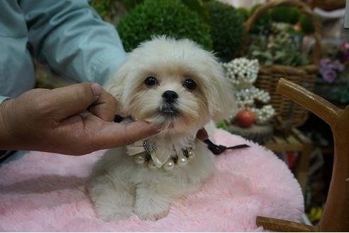成約済の京都府のミックス犬-34404の1枚目