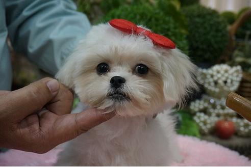 成約済の京都府のミックス犬-34402の3枚目