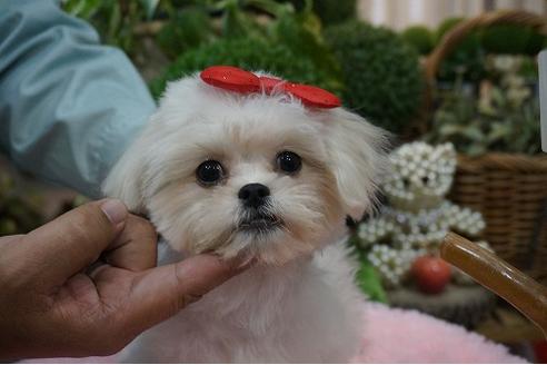 成約済の京都府のミックス犬-34402の2枚目