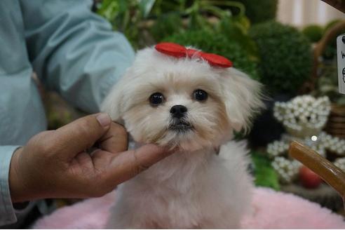 成約済の京都府のミックス犬-34402の1枚目