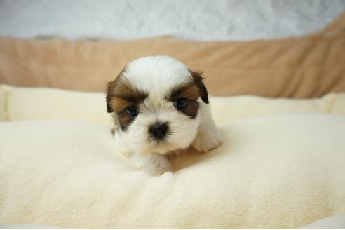 成約済の奈良県のシーズー-37725の4枚目