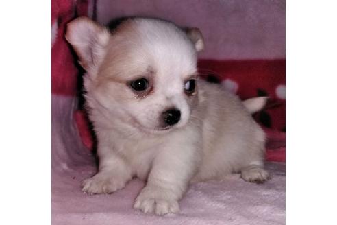 成約済の岐阜県のミックス犬-38713の3枚目
