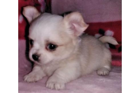 成約済の岐阜県のミックス犬-38713の4枚目