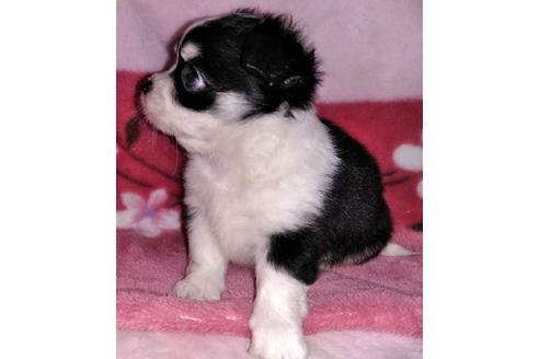 成約済の岐阜県のミックス犬-38714の5枚目