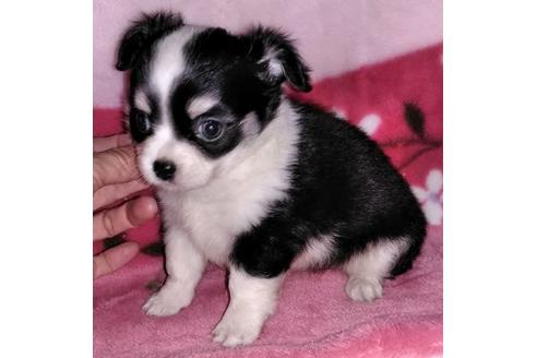 成約済の岐阜県のミックス犬-38714の1枚目