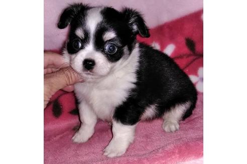 成約済の岐阜県のミックス犬-38714の2枚目