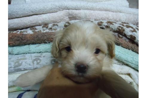 成約済の栃木県のミックス犬-38726の3枚目