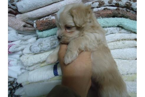 成約済の栃木県のミックス犬-38726の2枚目