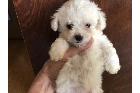 成約済の北海道のビションフリーゼ-38762の1枚目