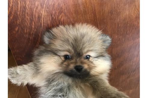 成約済の北海道のポメラニアン-38761の1枚目