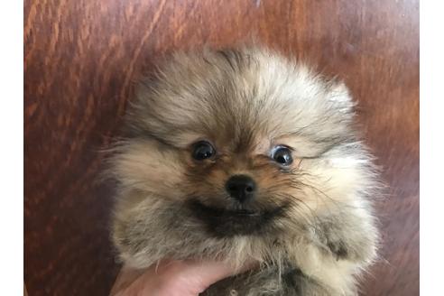 成約済の北海道のポメラニアン-38760の1枚目