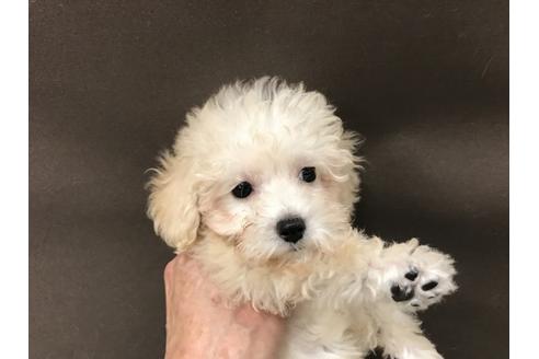 成約済の北海道のトイプードル-38759の1枚目