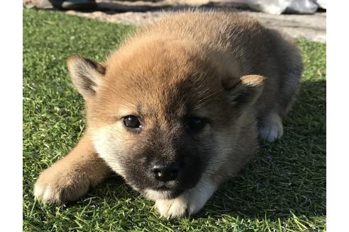成約済の長崎県の柴犬-38765の3枚目