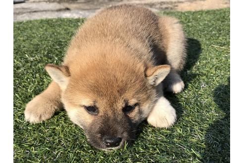 成約済の長崎県の柴犬-38765の5枚目