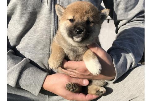 成約済の長崎県の柴犬-38765の1枚目