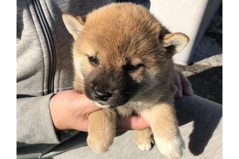 成約済の長崎県の柴犬-38765の2枚目