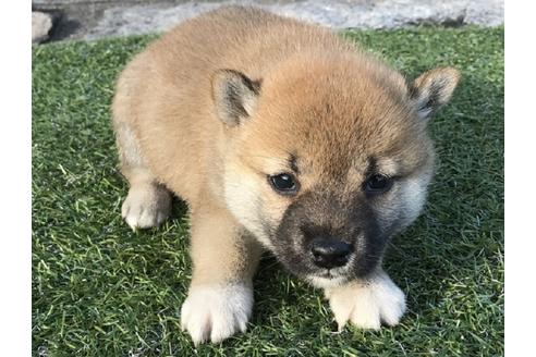 成約済の長崎県の柴犬-38767の2枚目
