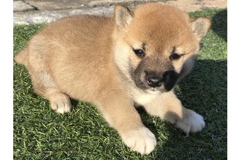 成約済の長崎県の柴犬-38767の3枚目