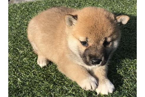 成約済の長崎県の柴犬-38767の4枚目