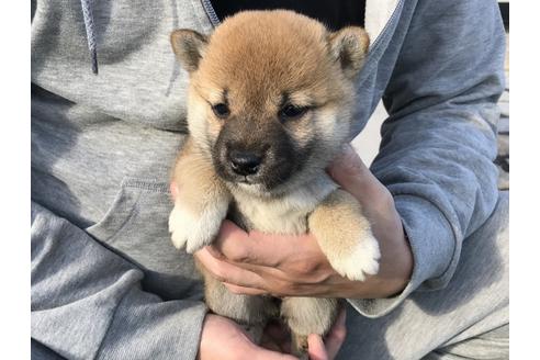 成約済の長崎県の柴犬-38767の5枚目