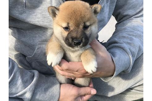 成約済の長崎県の柴犬-38767の1枚目