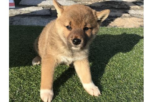 成約済の長崎県の柴犬-38768の4枚目