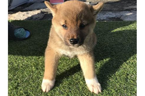 成約済の長崎県の柴犬-38768の5枚目