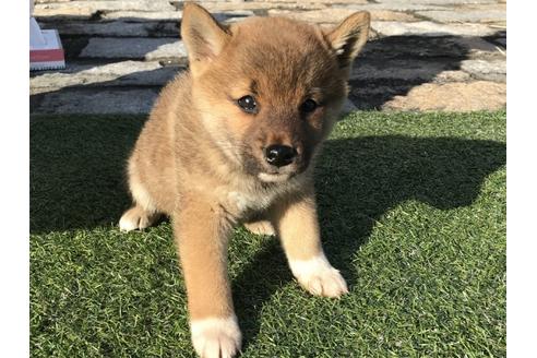 成約済の長崎県の柴犬-38768の2枚目