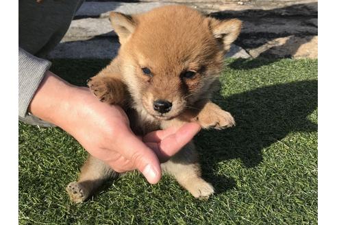 成約済の長崎県の柴犬-38769の5枚目