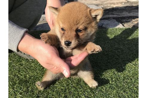 成約済の長崎県の柴犬-38769の1枚目