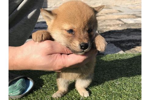 成約済の長崎県の柴犬-38769の2枚目