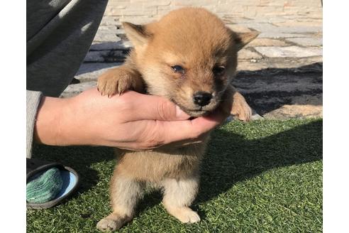 成約済の長崎県の柴犬-38769の4枚目