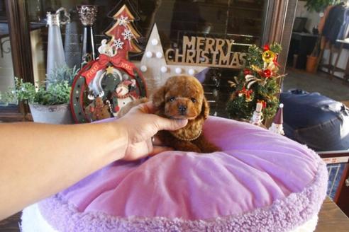 成約済の埼玉県のトイプードル-38783の2枚目