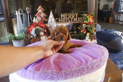 成約済の埼玉県のトイプードル-38783の3枚目