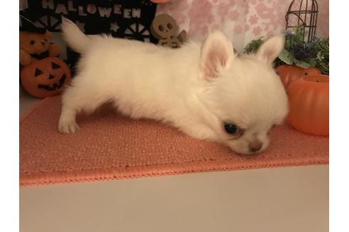 成約済の香川県のチワワ(ロングコート)-38734の2枚目