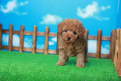 成約済の滋賀県のトイプードル-38804の3枚目