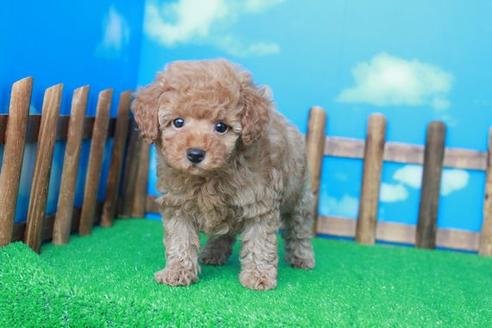 成約済の滋賀県のトイプードル-38804の2枚目