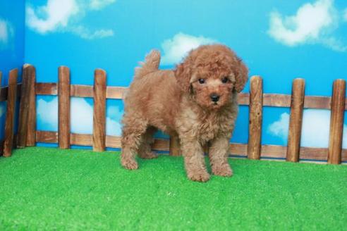 成約済の滋賀県のトイプードル-38805の2枚目