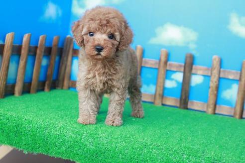 成約済の滋賀県のトイプードル-38805の1枚目